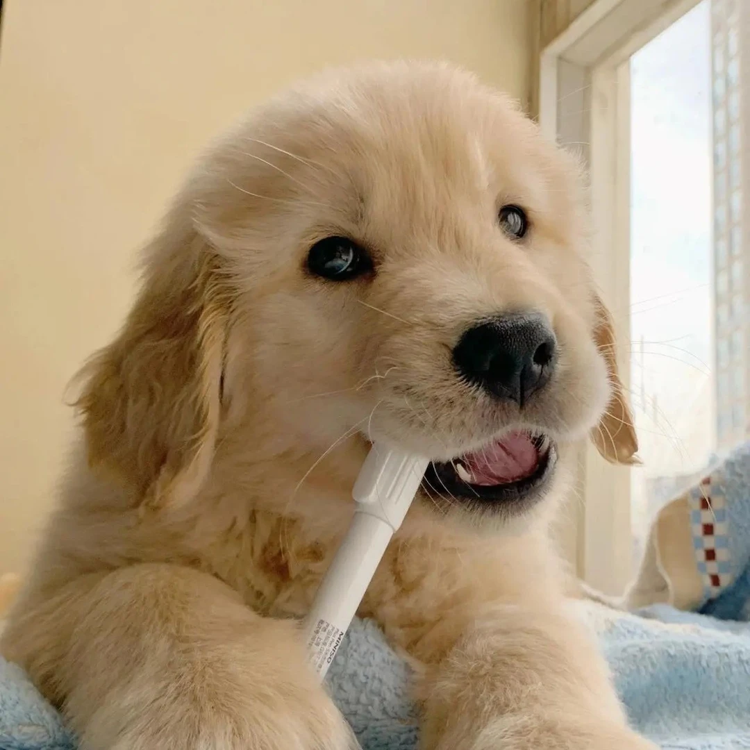 金毛路虎 赛级金毛后代幼犬  犬舍自营