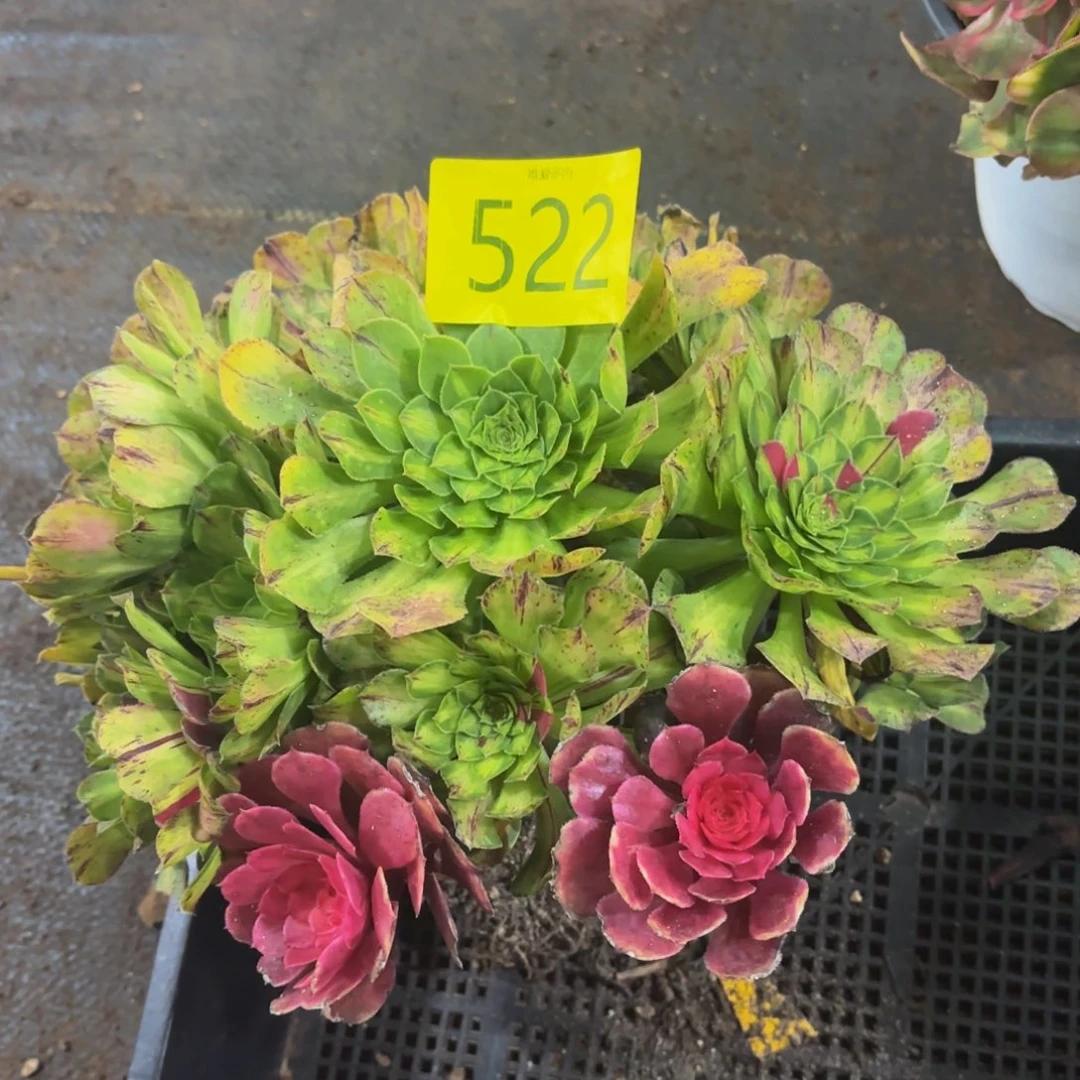 哈哈多肉葡萄福利522