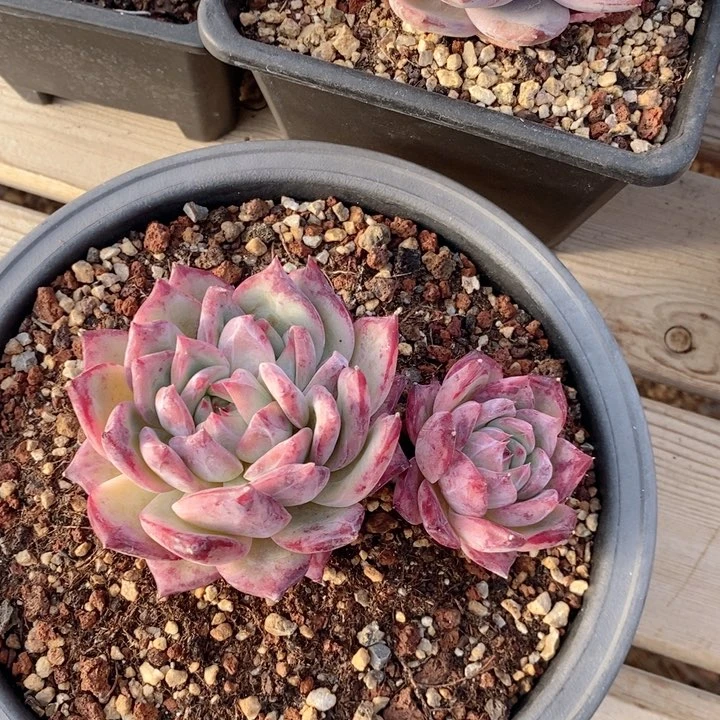 拉糖 韩货精品666