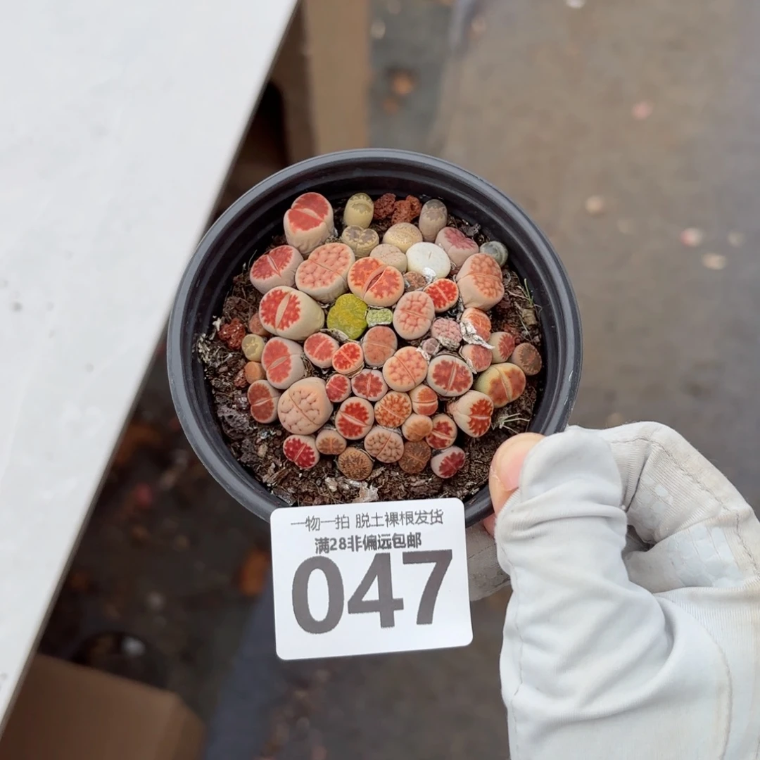 生石花带盆土发货