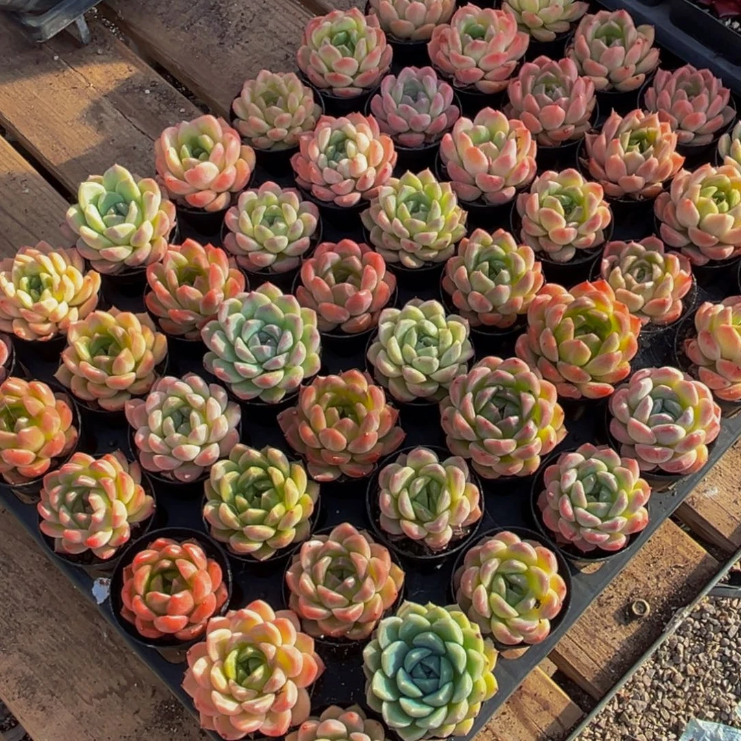 冰***水418的植物形态特征多年生草本