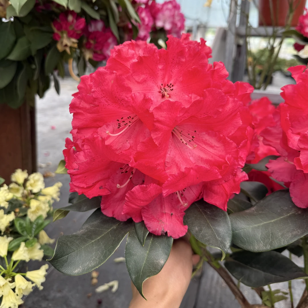 高山杜鹃玛丽塔，小盆带花苞发货