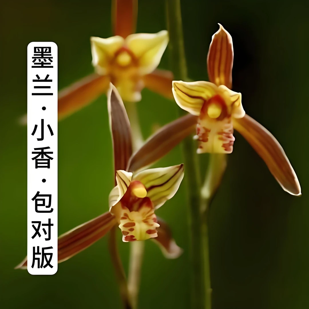 墨兰-小香  浓香型 花期10-3月份 报岁兰