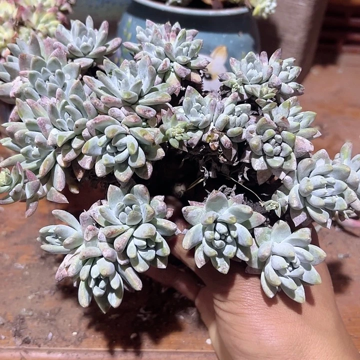 仙女杯多肉植物提取
