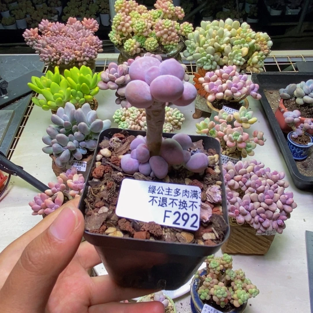 292橙奶多肉肉2cm