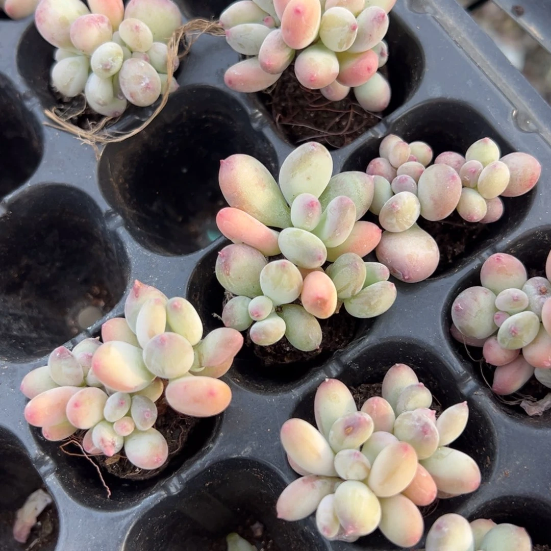 三日月美人3头群3cm到手1颗量拍多肉满18元包邮（不满包邮发叶片）