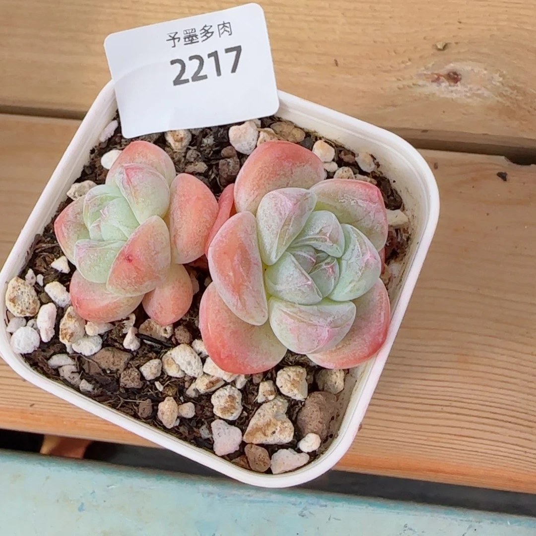 冰玉，2217多肉植物