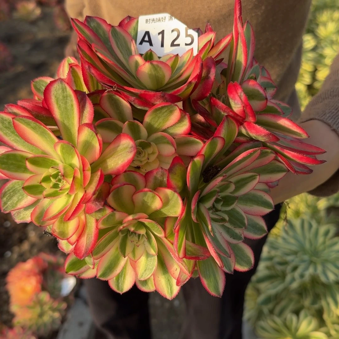 125荔枝。多肉植物