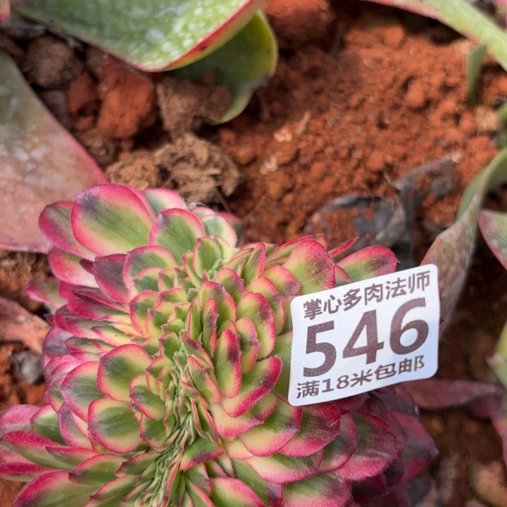 546荔枝缀化掌心多肉法师锦，我