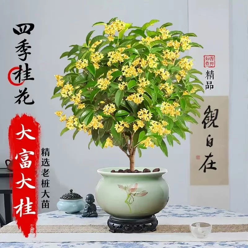 四季桂花树苗带花盆栽室内阳台好养可食用耐寒庭院老桩浓香型花卉