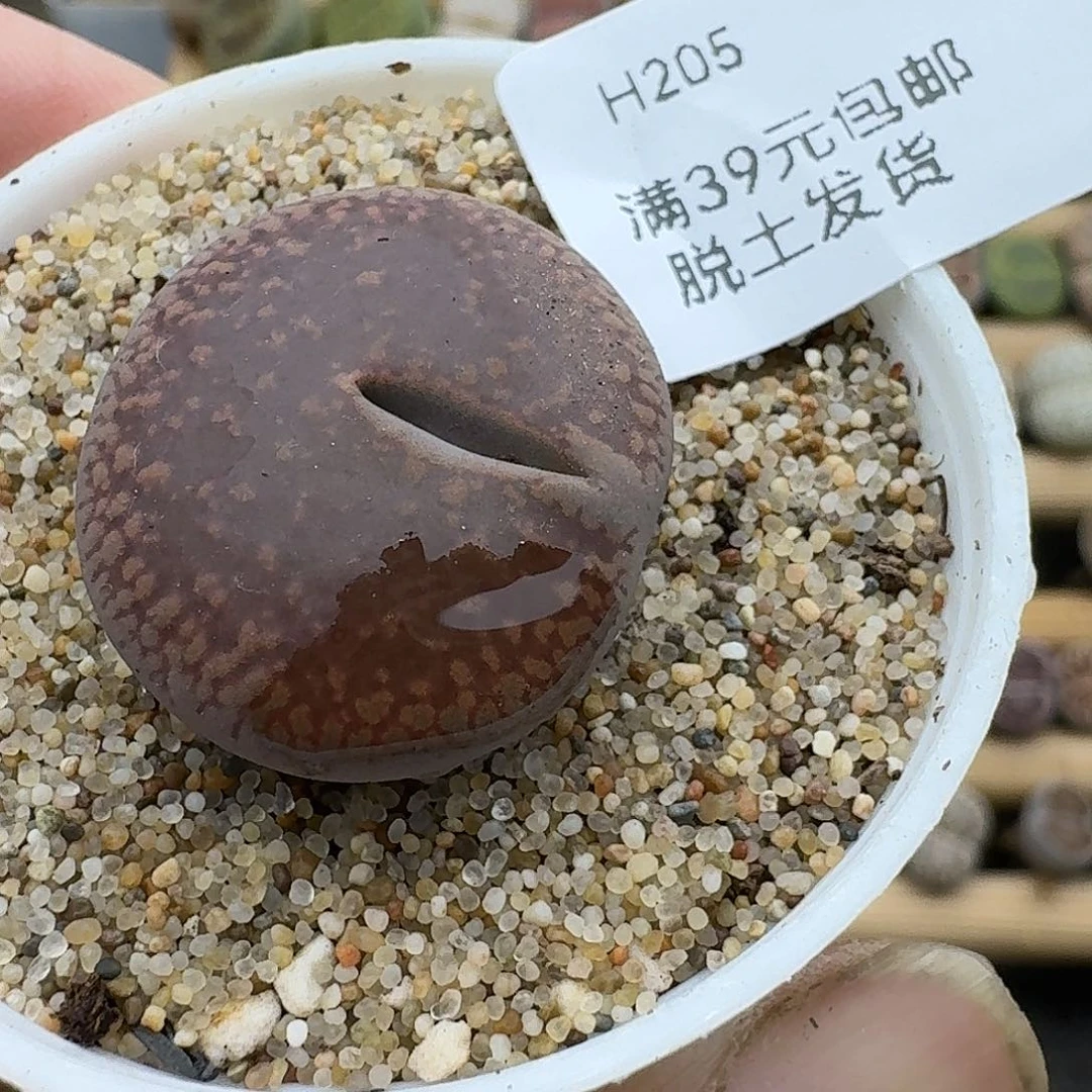 205多肉哈哈哈哈哈哈哈