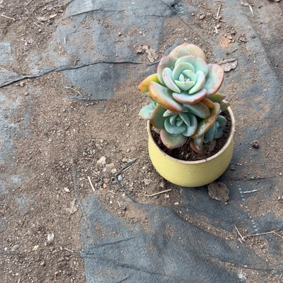 【闪购商品】无花朵S***e