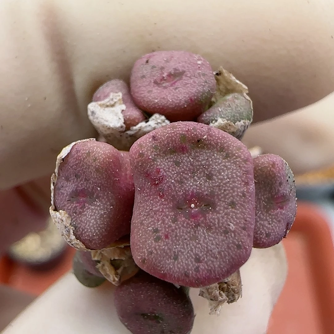 287紫纽扣福利福利