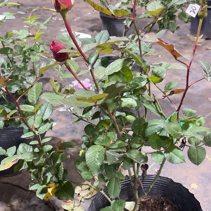 少量花朵（建议范围：2朵-5朵 或40%以下）9马萨拉蒂