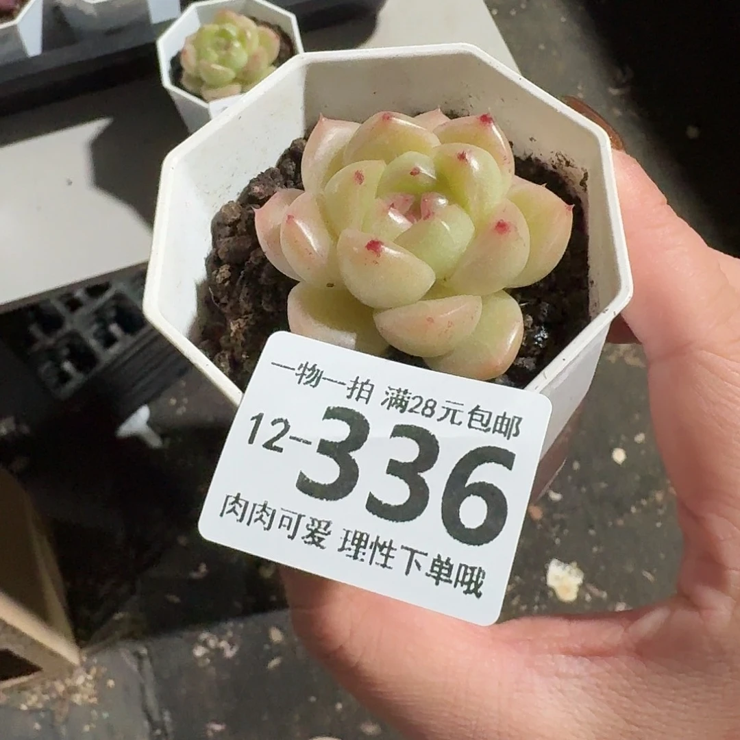 M100无盆土发货无盆土发货无