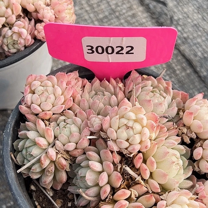 h****糖心     30022号