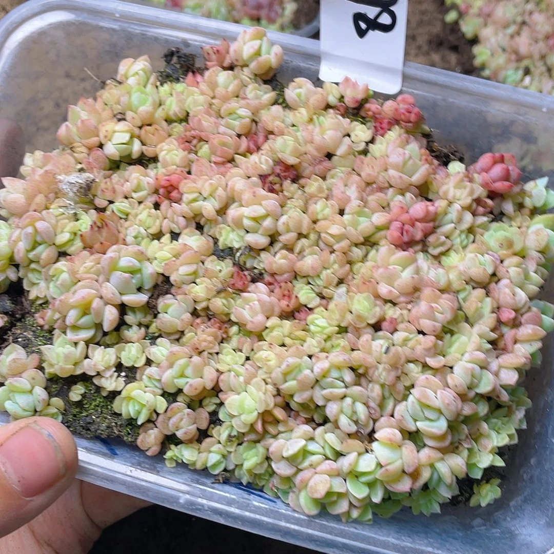 小***圆多肉植物多肉植物86