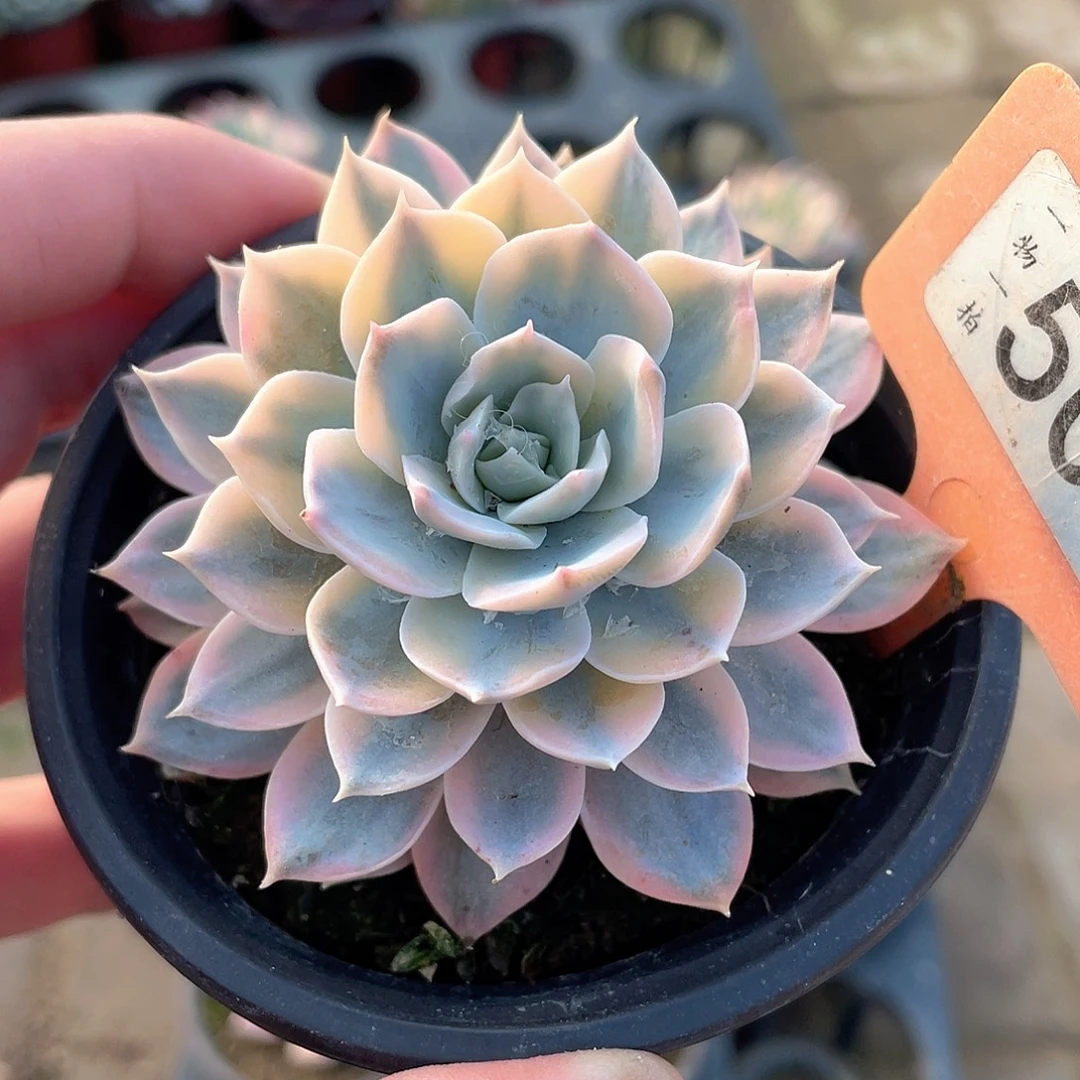 皮试锦503号多肉植物