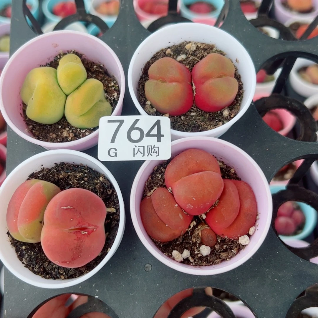 无花朵荷*.我很喜欢这个G764