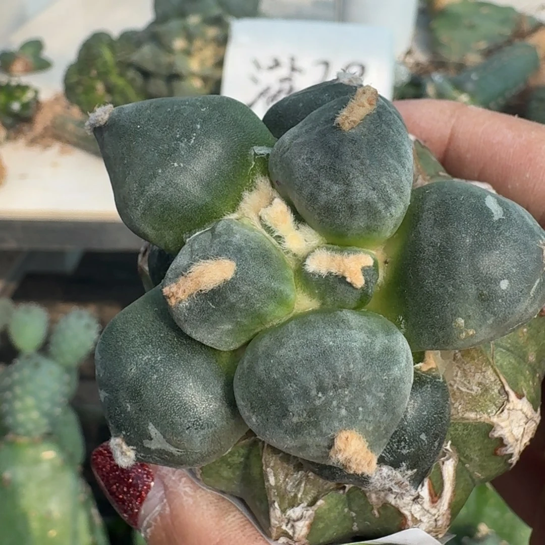 【闪购商品】无花朵晨*蛋尤394
