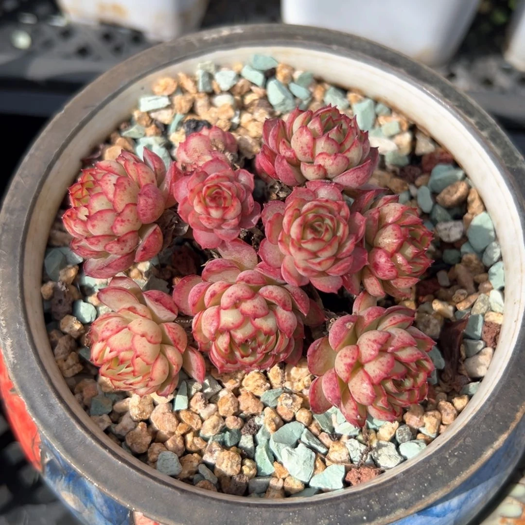 梦幻玫瑰（满38包邮）多肉