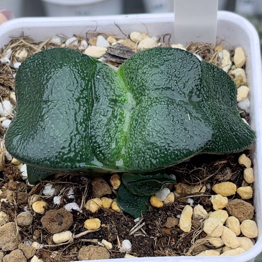 52厚叶蝴蝶卧牛带仔福利专场
