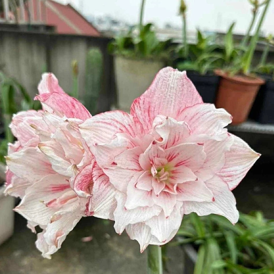 朱顶红【Ha3】6.5cm 越朱高品，只包对版，不包后期养护