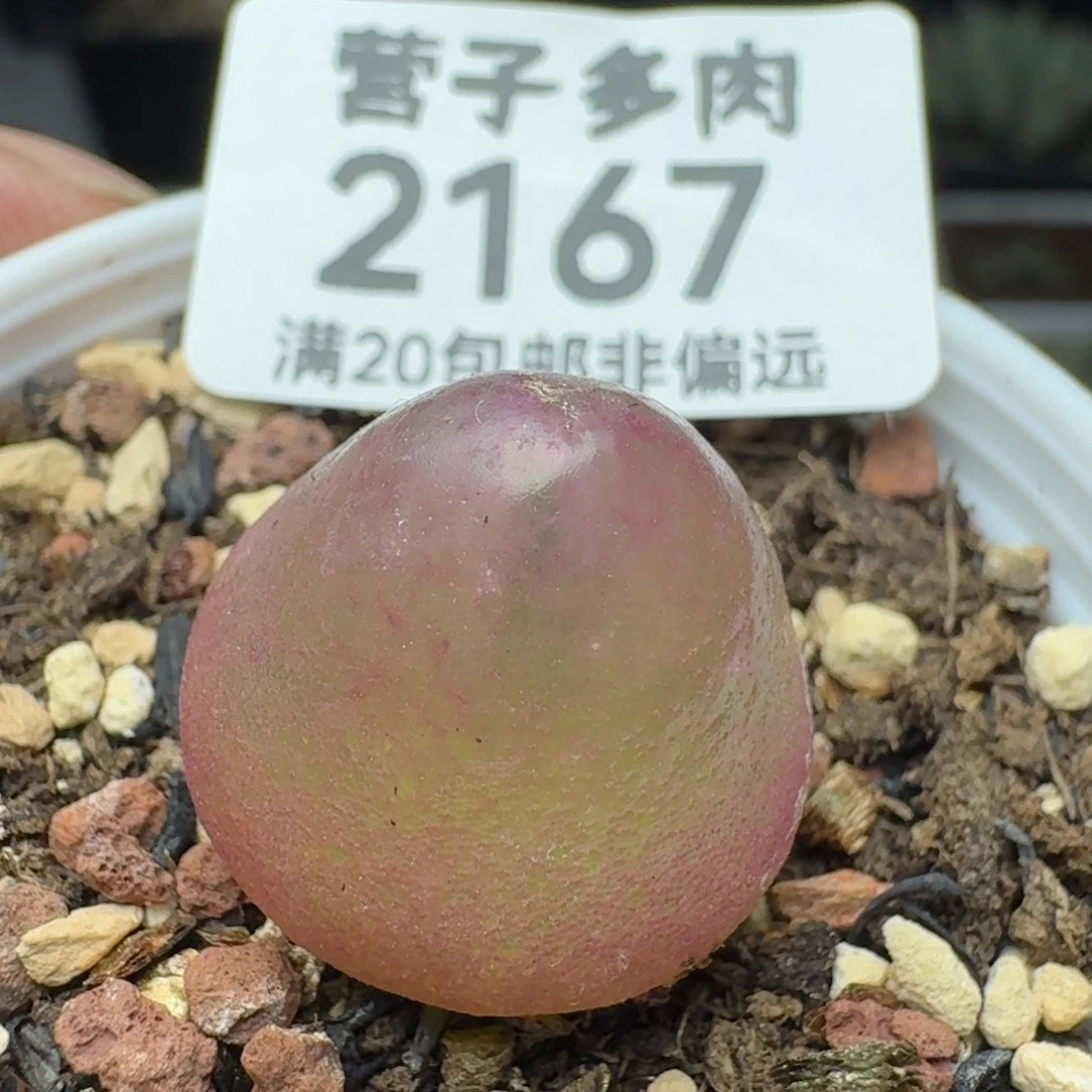 灯泡2.0带盆土。