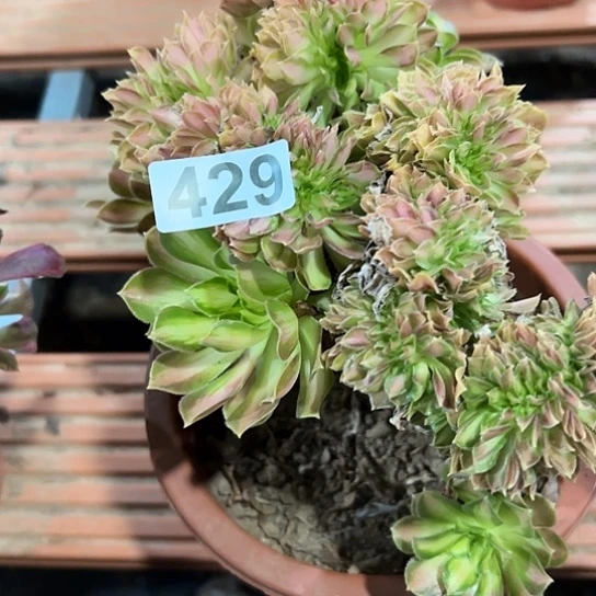 丢***丢多肉植物一个少华429