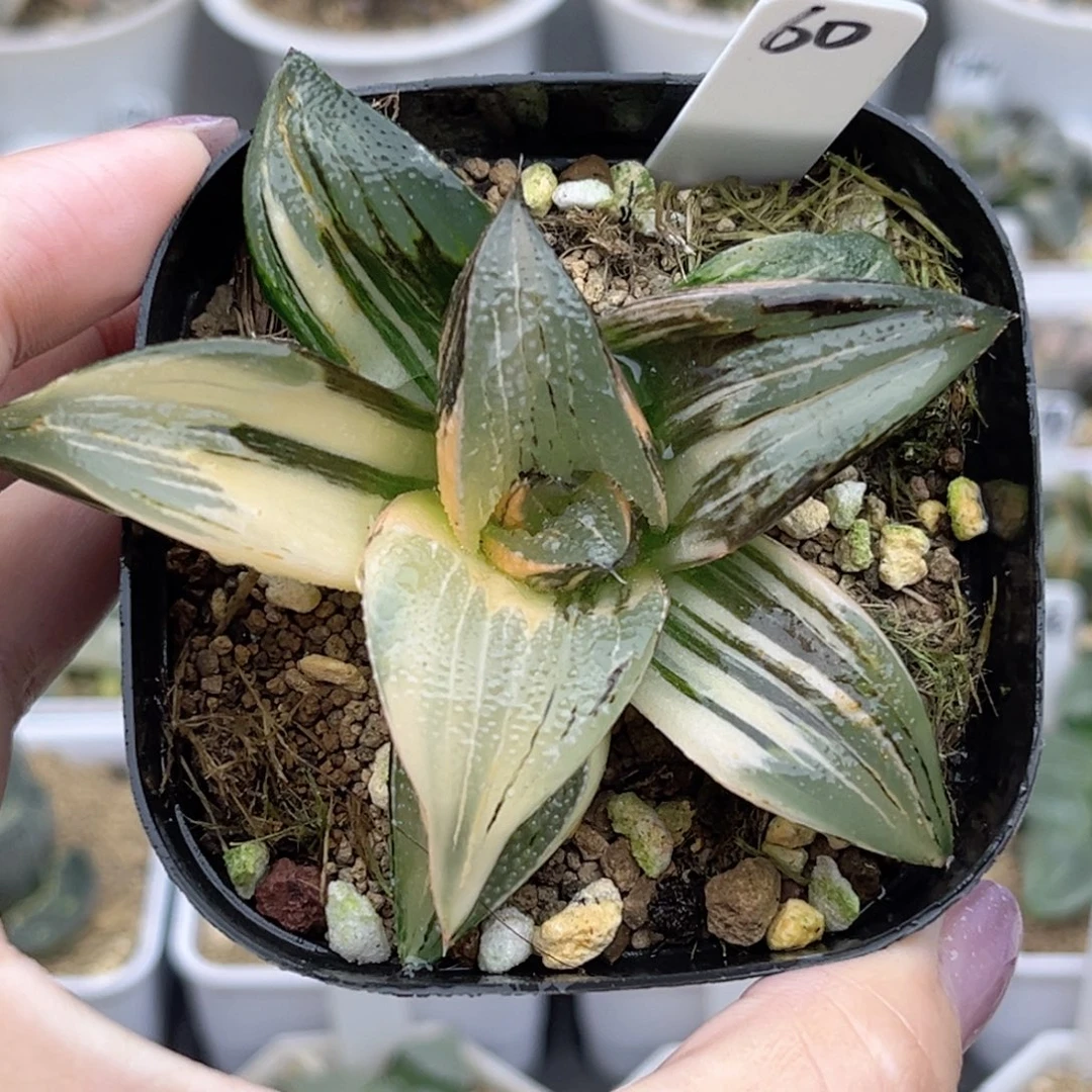 60茜云芭提雅锦福利专场