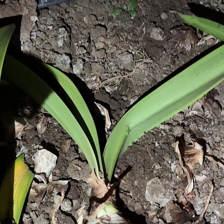 小****人凯瑟琳六➕左右有标包对版