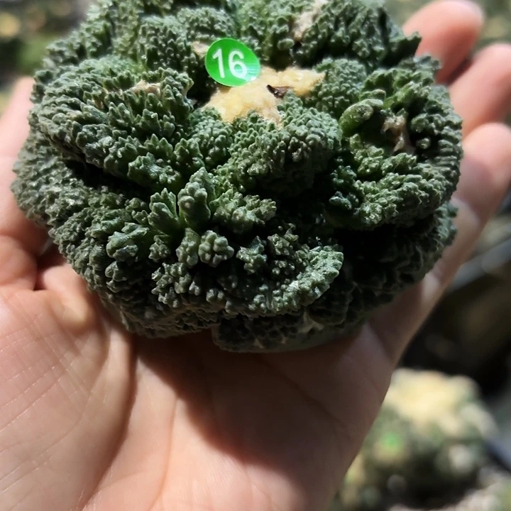 袖蒲苗接落地仙人球16