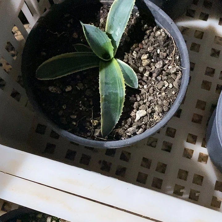 多肉植物龙蛇兰植物