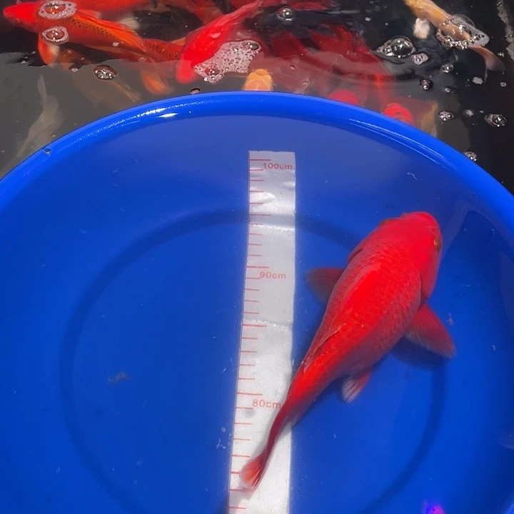 精品蝴蝶鲤冷水观赏鱼