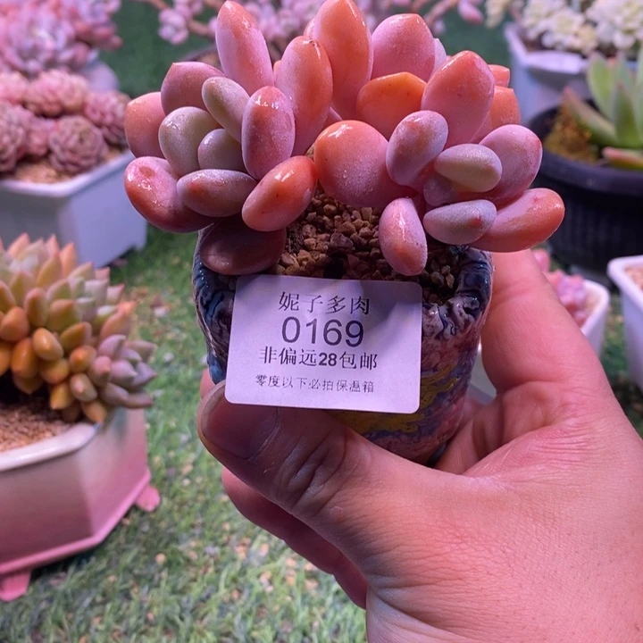 0169啊啊啊啊啊啊啊啊啊啊啊啊啊