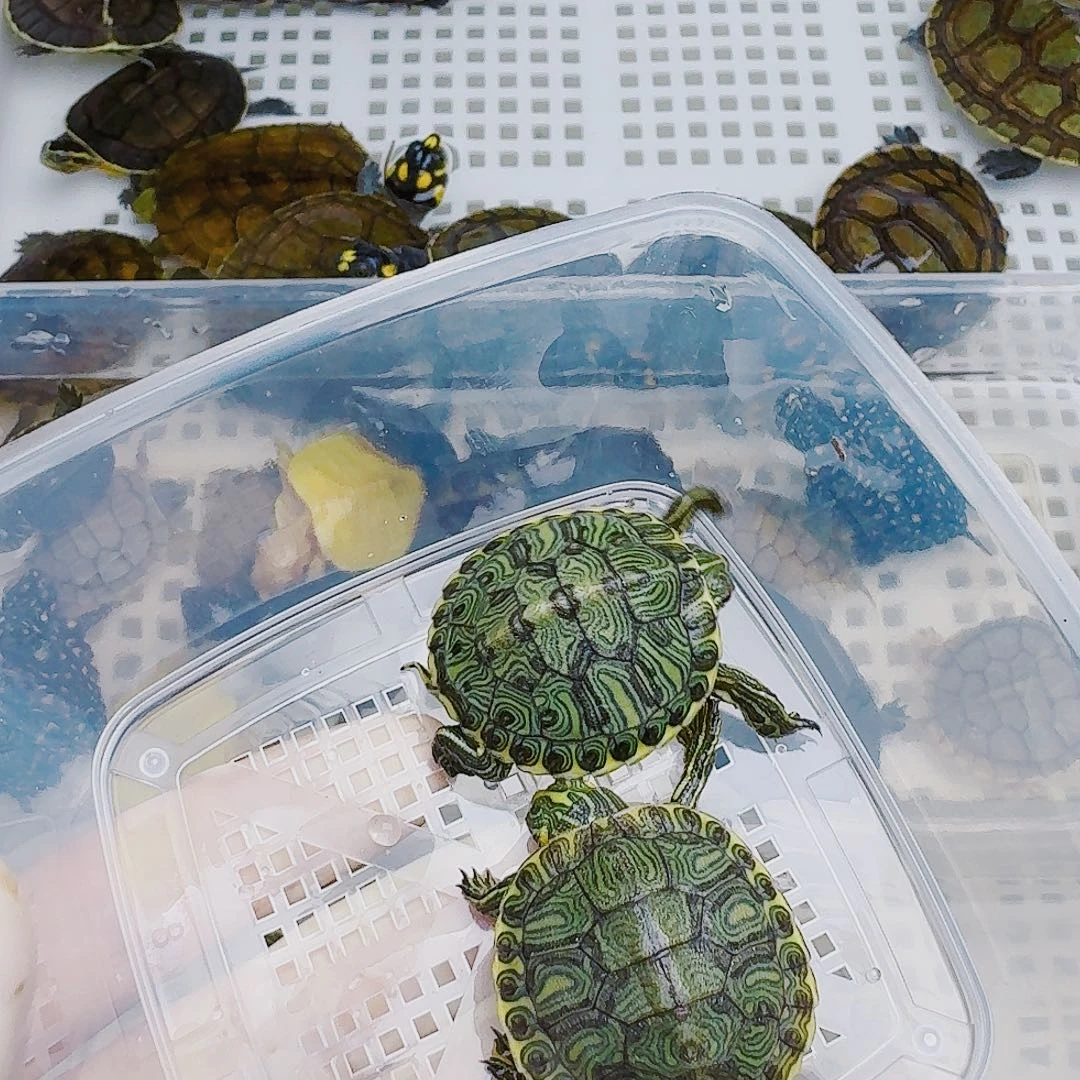 斌***母绿毛龟22222222