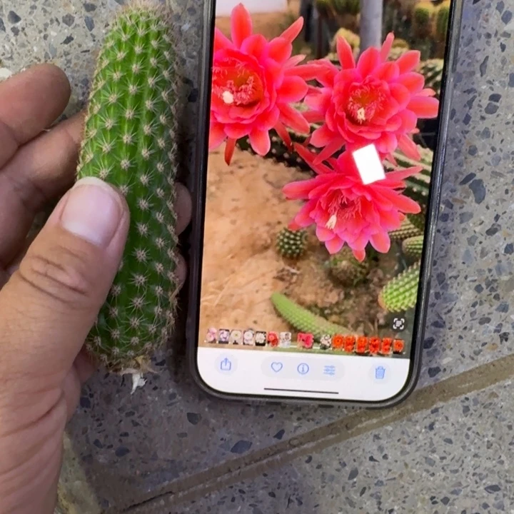 322金妞爱伯无根侧牙6公分左右，20包邮