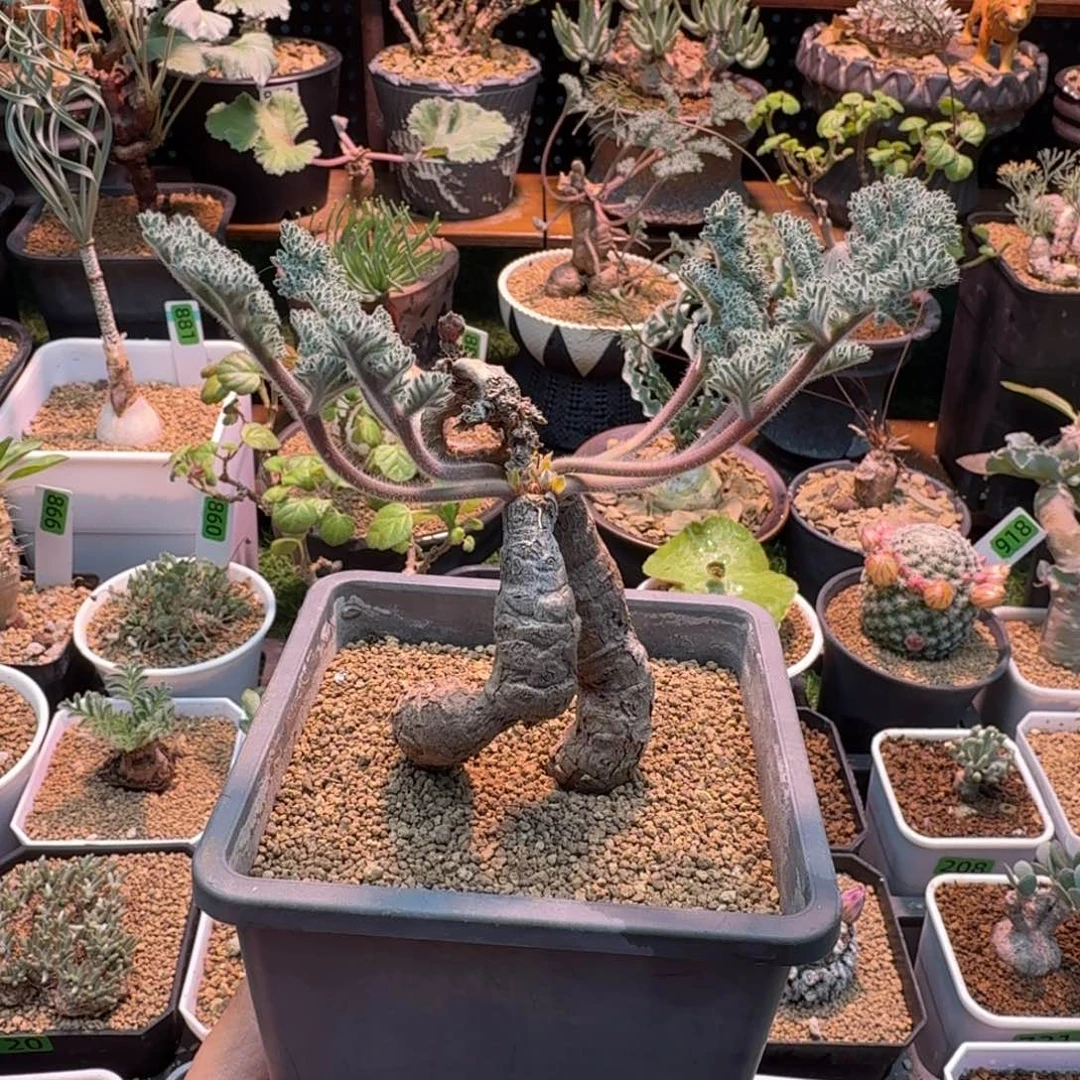 枯木洋葵263 仙人球