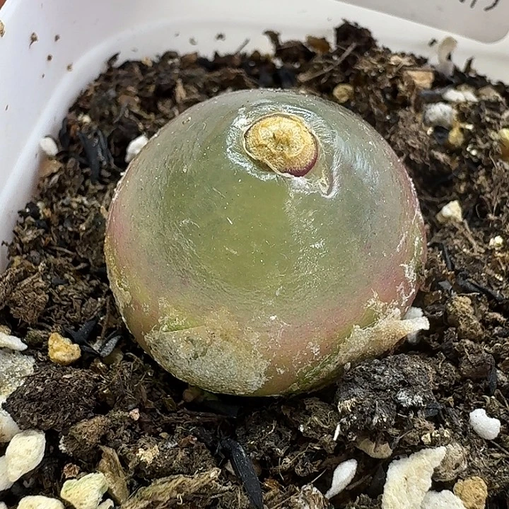 老马生石花2.6灯泡1506