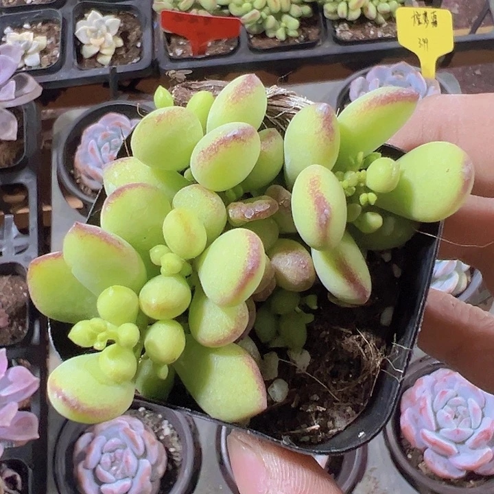 达摩福娘精品多肉植物