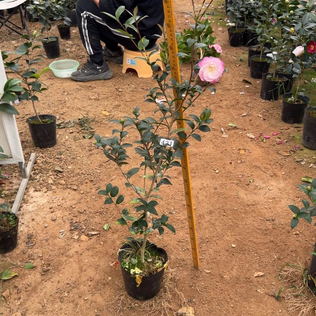 少量花朵（建议范围：2朵-5朵 或40%以下）421英八茶梅