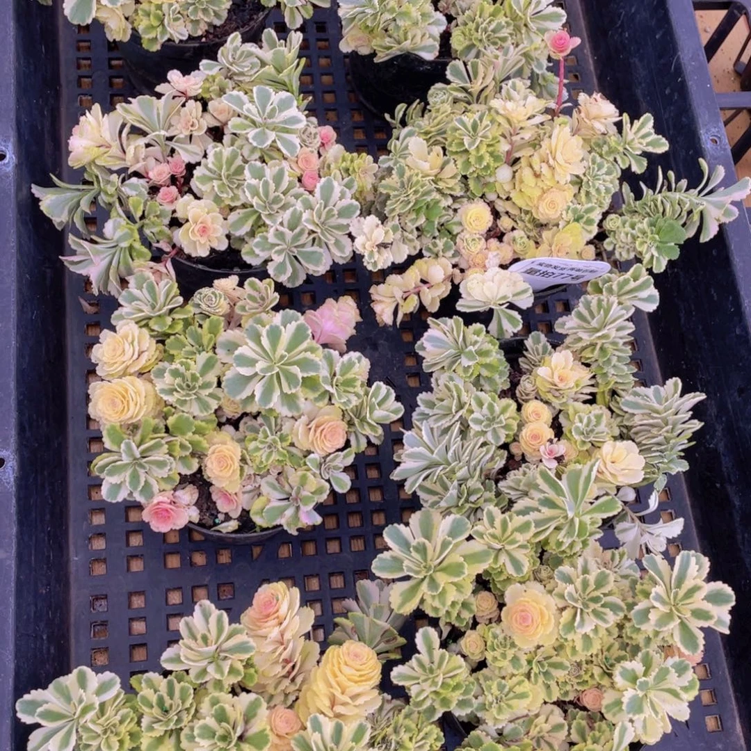 量拍77号 亚特兰蒂斯锦一盆
