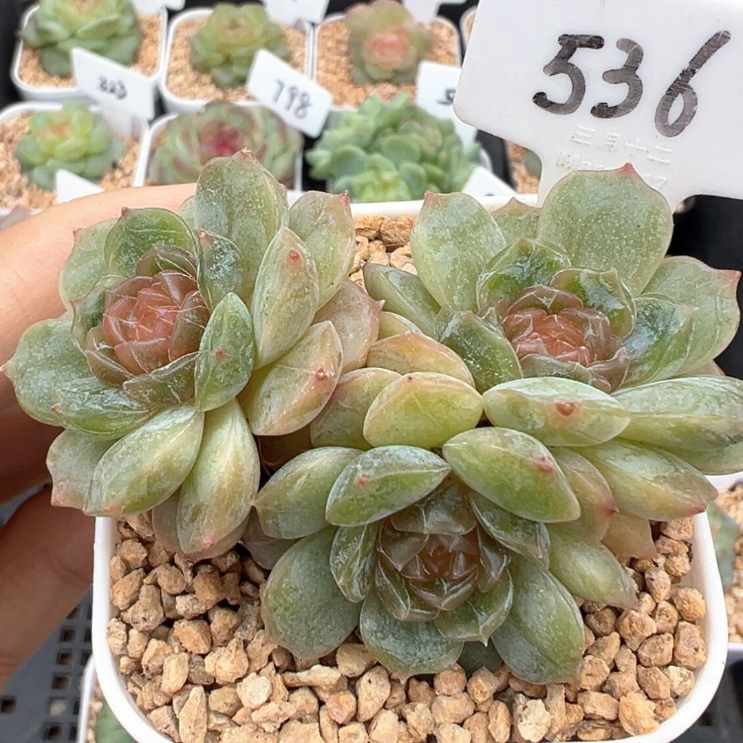 536号彩色恋人 晗雨多肉