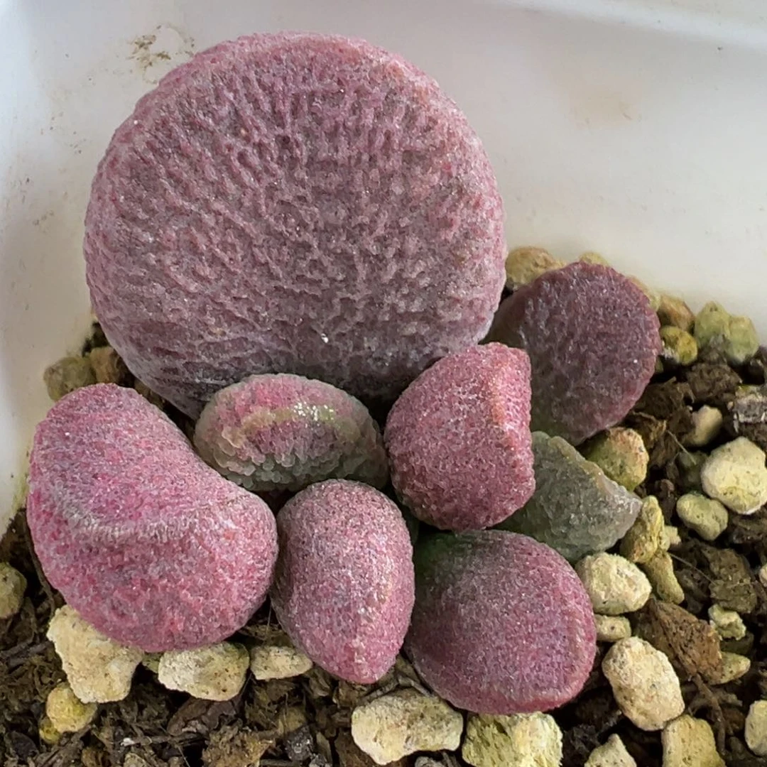 夏娃大苗多肉植物水泡