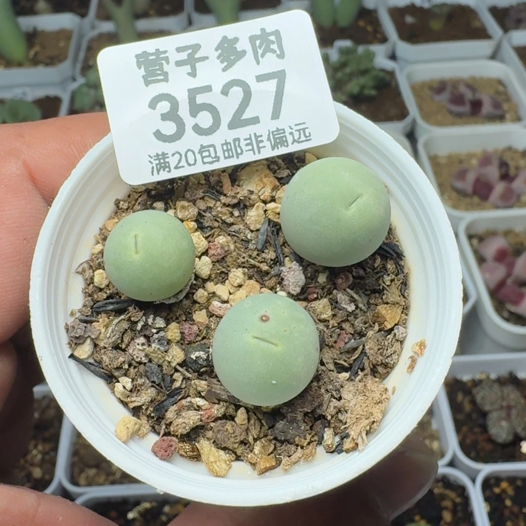 鸽子蛋带盆土 3颗装