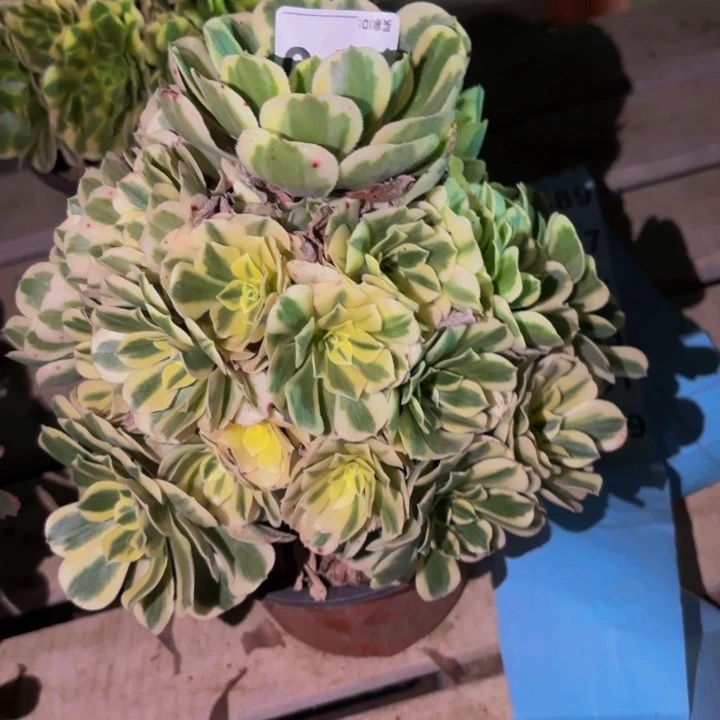 870迈巴赫多肉植物