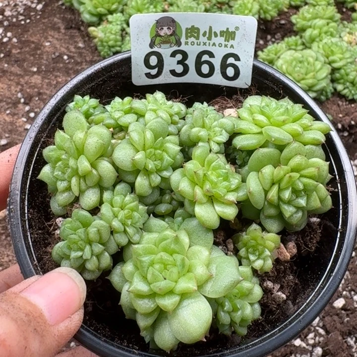 当前无花朵，栽培后可花朵多肉植物多肉植物