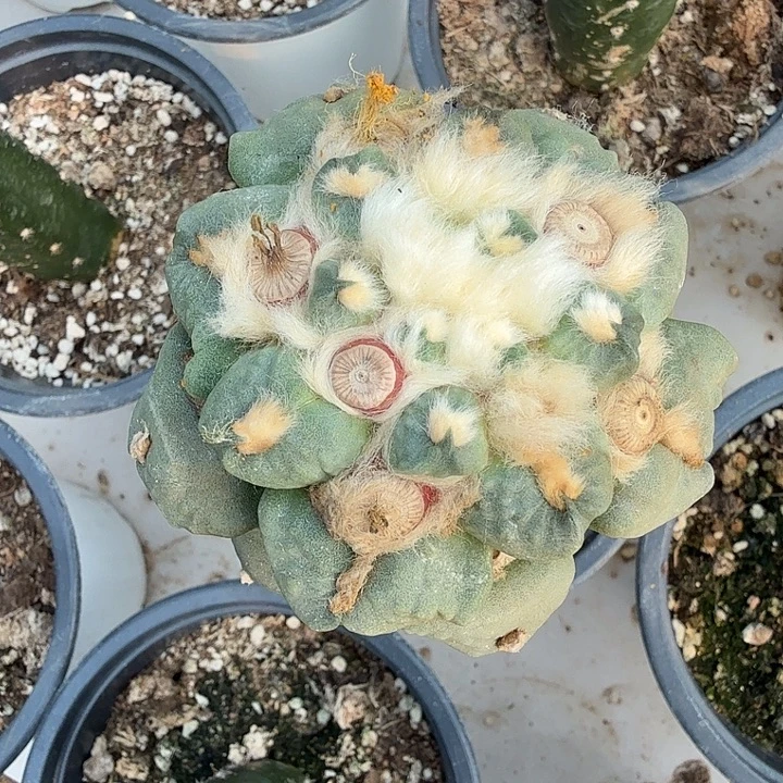 无花朵198白肌勾尤牡丹东二