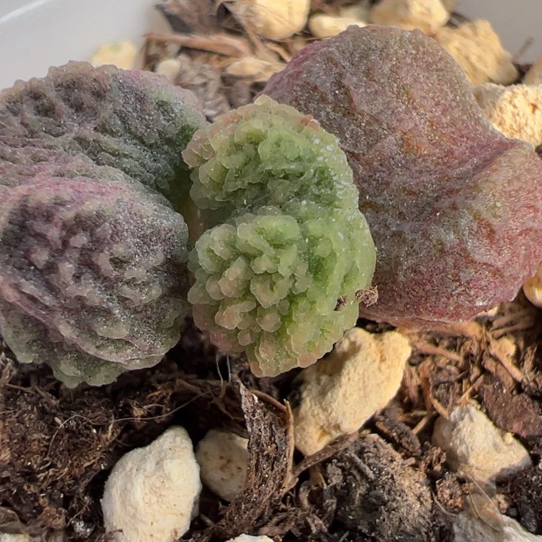 实生新品多肉植物水泡多肉植物