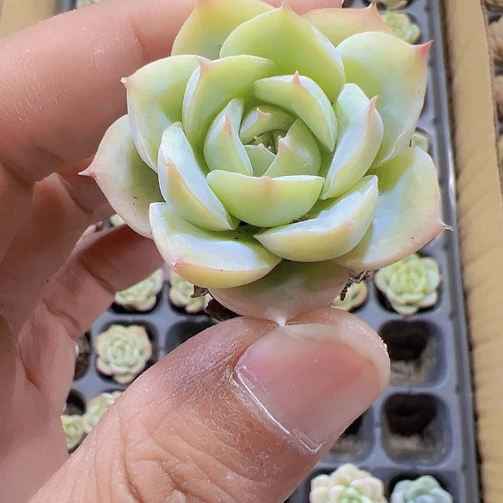 法兰西玫瑰精品多肉植物